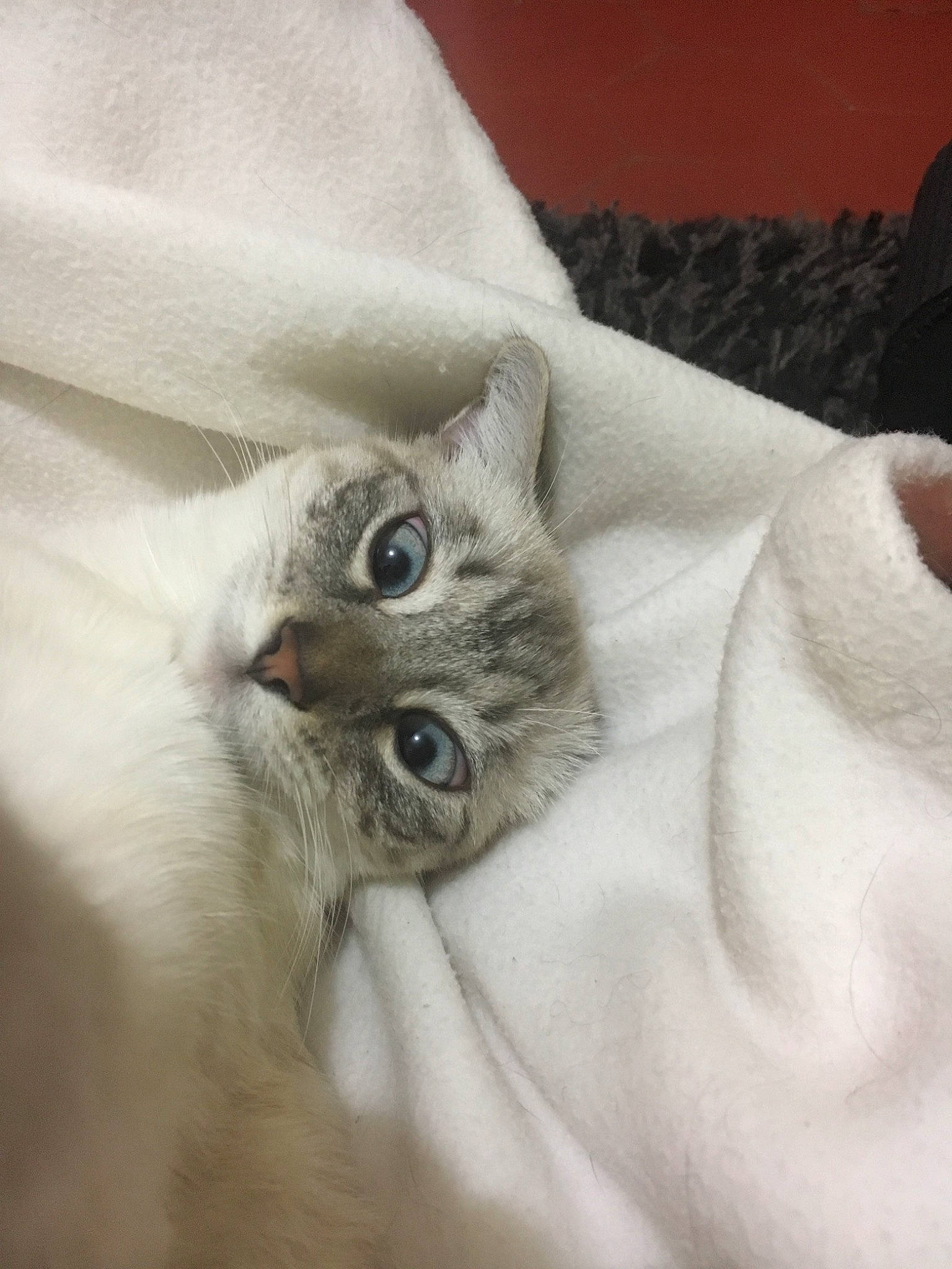 Moona participe au concours pour gagner de l'argent avec cette photo : asian, british_semi_longhair, burmilla, carnivore, cat, colorpoint_shorthair, ear, eye, fawn, felidae, fur, kitten, mammal, ojos_azules, ragdoll, small_to_medium_sized_cats, turkish_angora, turkish_van, whiskers, white