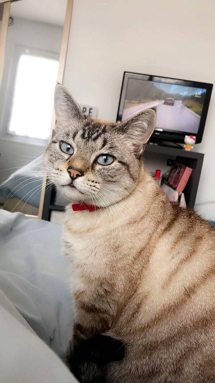 Nuage a rejoint le concours — aidez-le/la à gagner de superbes lots ! aegean_cat, american_shorthair, asian, australian_mist, carnivore, cat, domestic_short_haired_cat, dragon_li, ear, european_shorthair, felidae, fur, kitten, mammal, ojos_azules, pixie_bob, small_to_medium_sized_cats, tabby_cat, vertebrate, whiskers