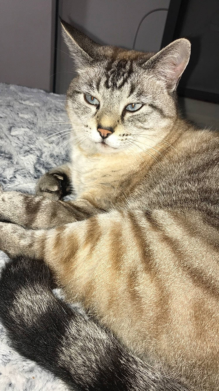 Nuage a rejoint le concours — aidez-le/la à gagner de superbes lots ! aegean_cat, american_bobtail, american_shorthair, asian, australian_mist, california_spangled, carnivore, cat, domestic_short_haired_cat, dragon_li, egyptian_mau, european_shorthair, felidae, kitten, mammal, pixie_bob, small_to_medium_sized_cats, tabby_cat, vertebrate, whiskers