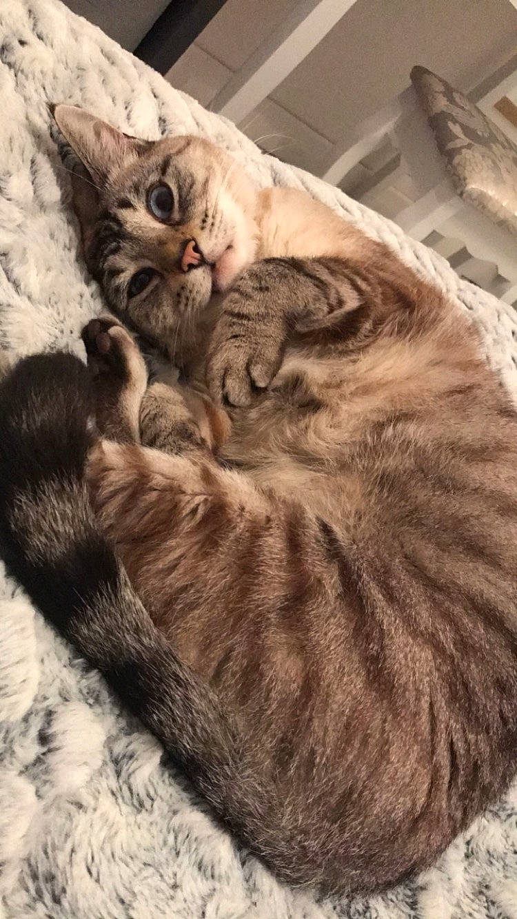 Nuage participe au concours pour gagner de l'argent avec cette photo : american_bobtail, american_shorthair, asian, british_shorthair, carnivore, cat, domestic_short_haired_cat, dragon_li, egyptian_mau, european_shorthair, fawn, felidae, fur, kitten, mammal, nap, pixie_bob, small_to_medium_sized_cats, tabby_cat, whiskers