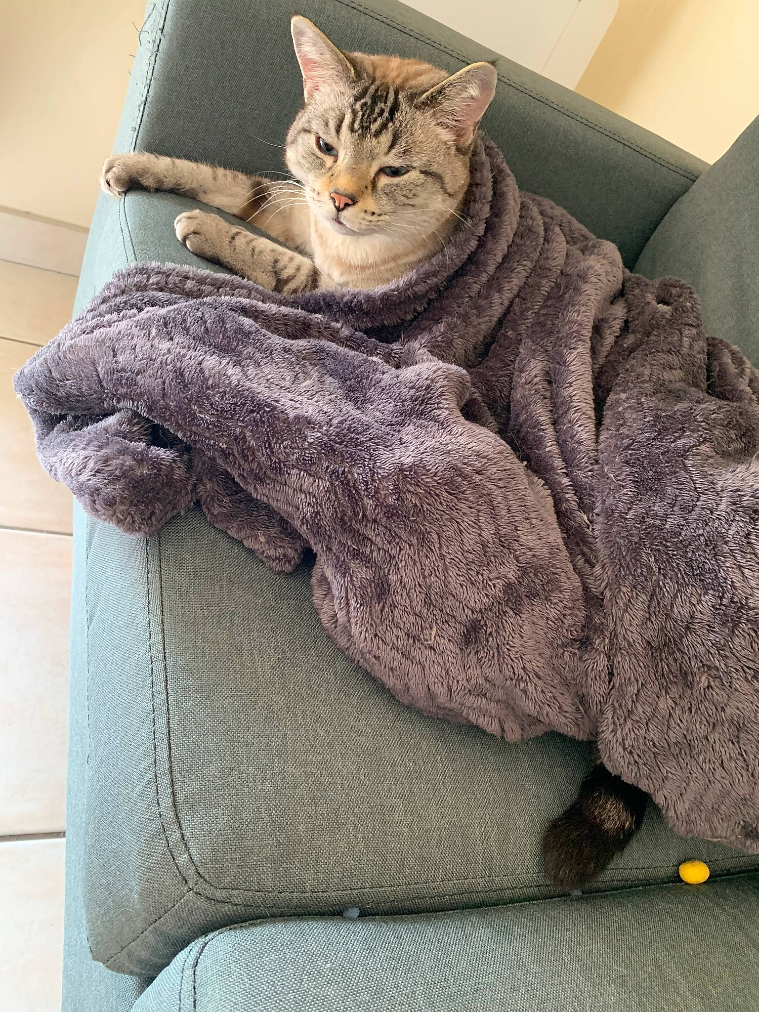 Nuage a rejoint le concours — aidez-le/la à gagner de superbes lots ! american_shorthair, asian, british_shorthair, carnivore, cat, chausie, comfort, domestic_short_haired_cat, dragon_li, european_shorthair, felidae, fur, furniture, kitten, linens, ocicat, pixie_bob, small_to_medium_sized_cats, tabby_cat, whiskers
