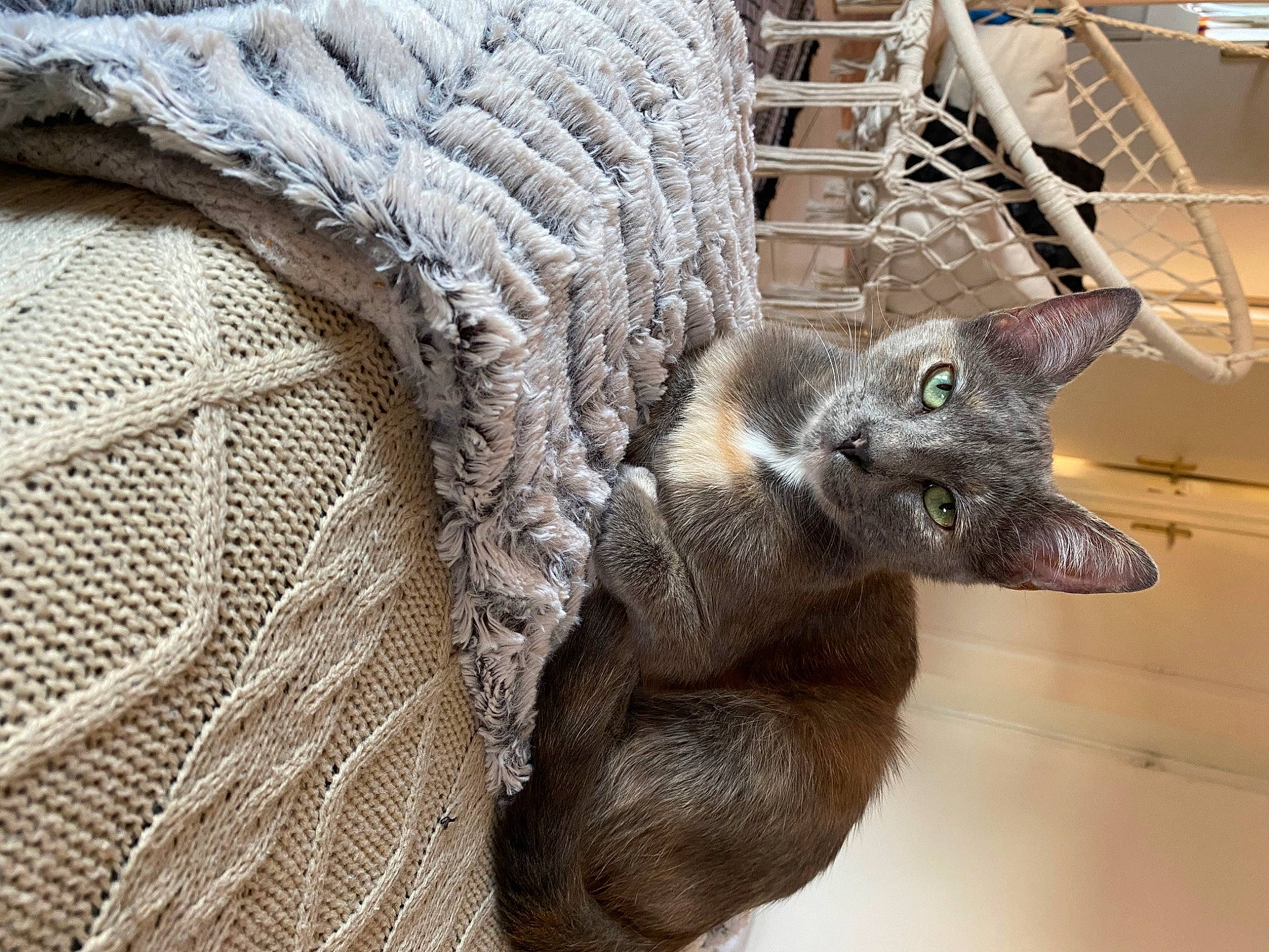 Phénix participe au concours pour gagner de l'argent avec cette photo : asian, british_shorthair, carnivore, cat, chartreux, devon_rex, domestic_short_haired_cat, dragon_li, felidae, fur, korat, mammal, nebelung, russian_blue, small_to_medium_sized_cats, snout, vertebrate, whiskers
