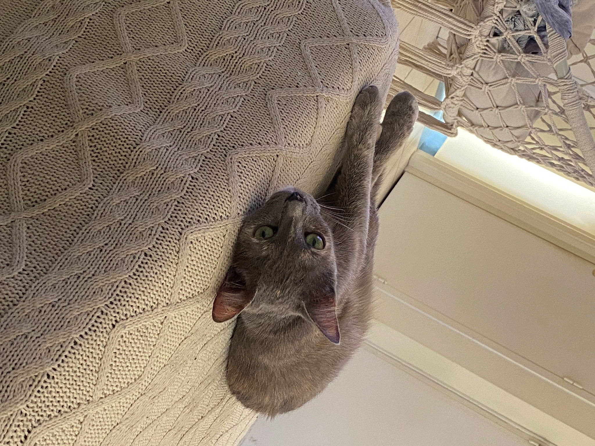 Phénix a rejoint le concours — aidez-le/la à gagner de superbes lots ! british_shorthair, canidae, carnivore, cat, domestic_rabbit, ear, fur, german_shorthaired_pointer, pointing_breed, rabbit, rabbits_and_hares, russian_blue, snout, sporting_group, weimaraner