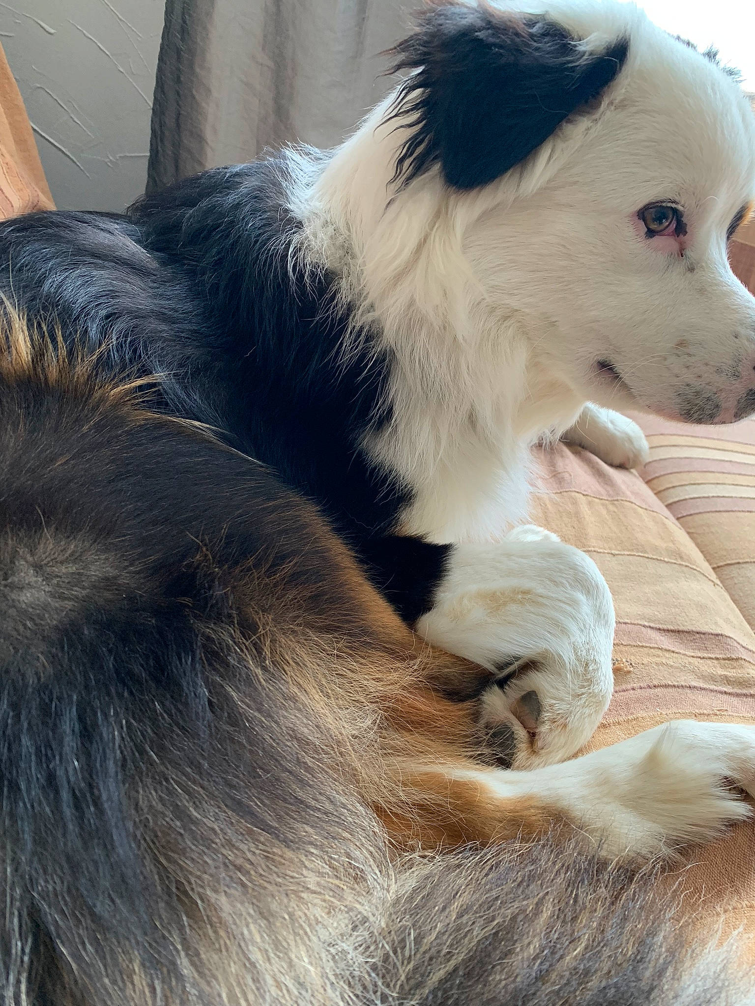 Owney participe au concours pour gagner de l'argent avec cette photo : australian_collie, australian_shepherd, border_collie, canidae, carnivore, companion_dog, dog, dog_breed, herding_dog, mammal, miniature_australian_shepherd, rare_breed_dog, snout, vertebrate