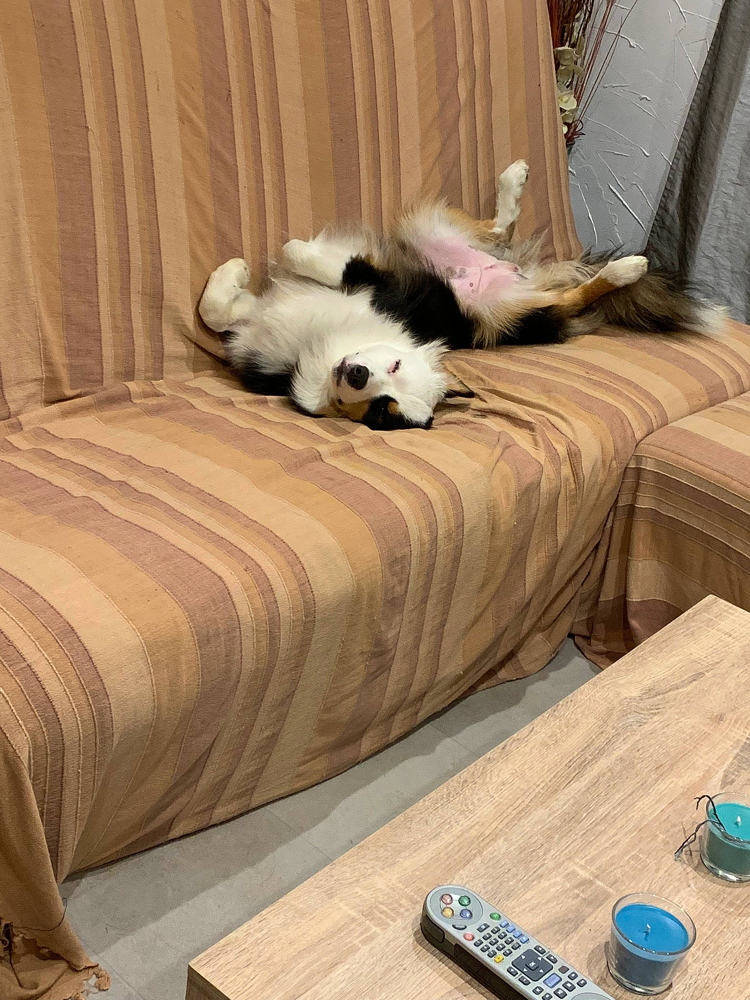 Owney a rejoint le concours — aidez-le/la à gagner de superbes lots ! canidae, carnivore, cat, companion_dog, couch, dog, dog_breed, floor, flooring, furniture, hardwood, house, interior_design, puppy, room