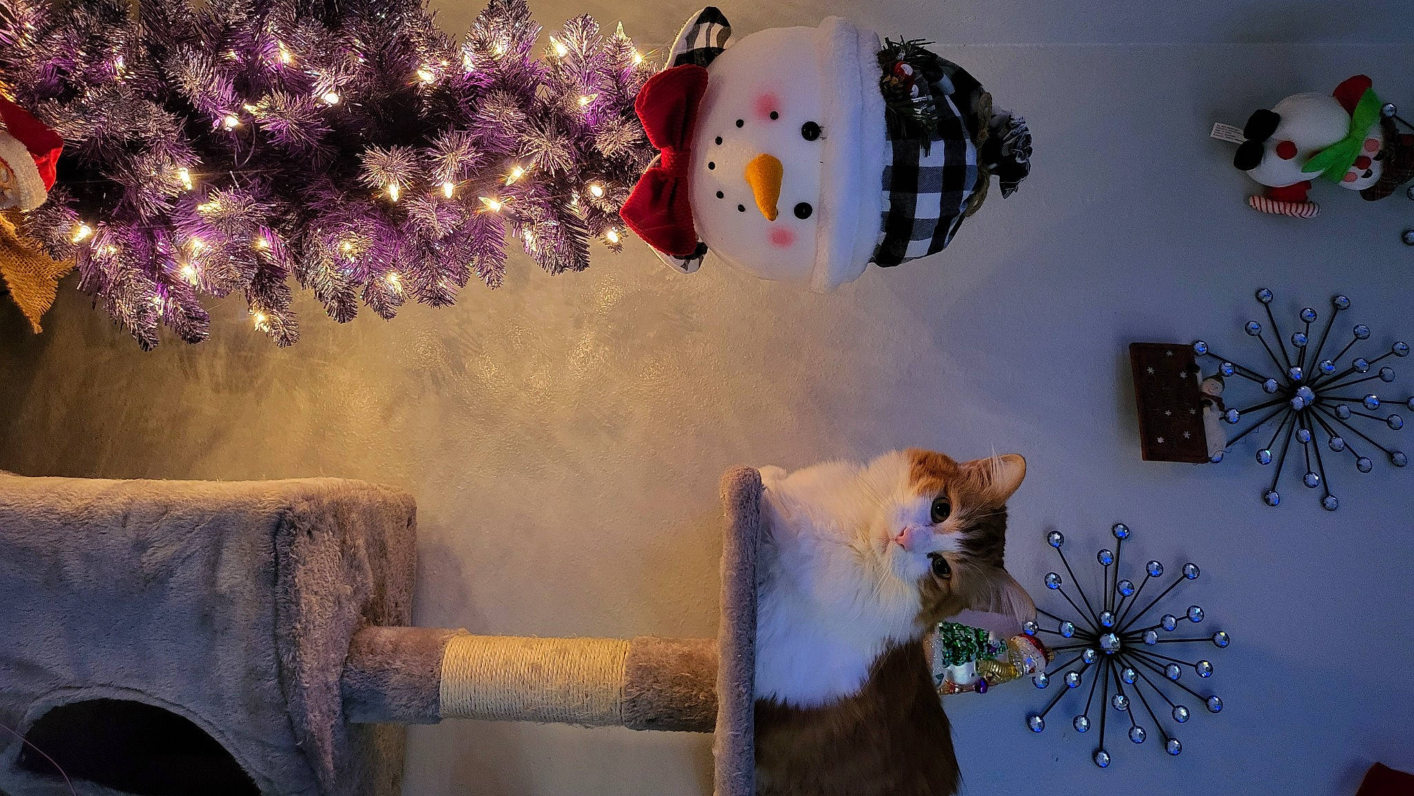 Chester is registered to the contest to win money with this photo: christmas_decoration, christmas_ornament, decoration, event, felidae, floral_design, freezing, fur, holiday, light, ornament, photograph, plant, room, snapshot, snow, snowman, tree, white, winter