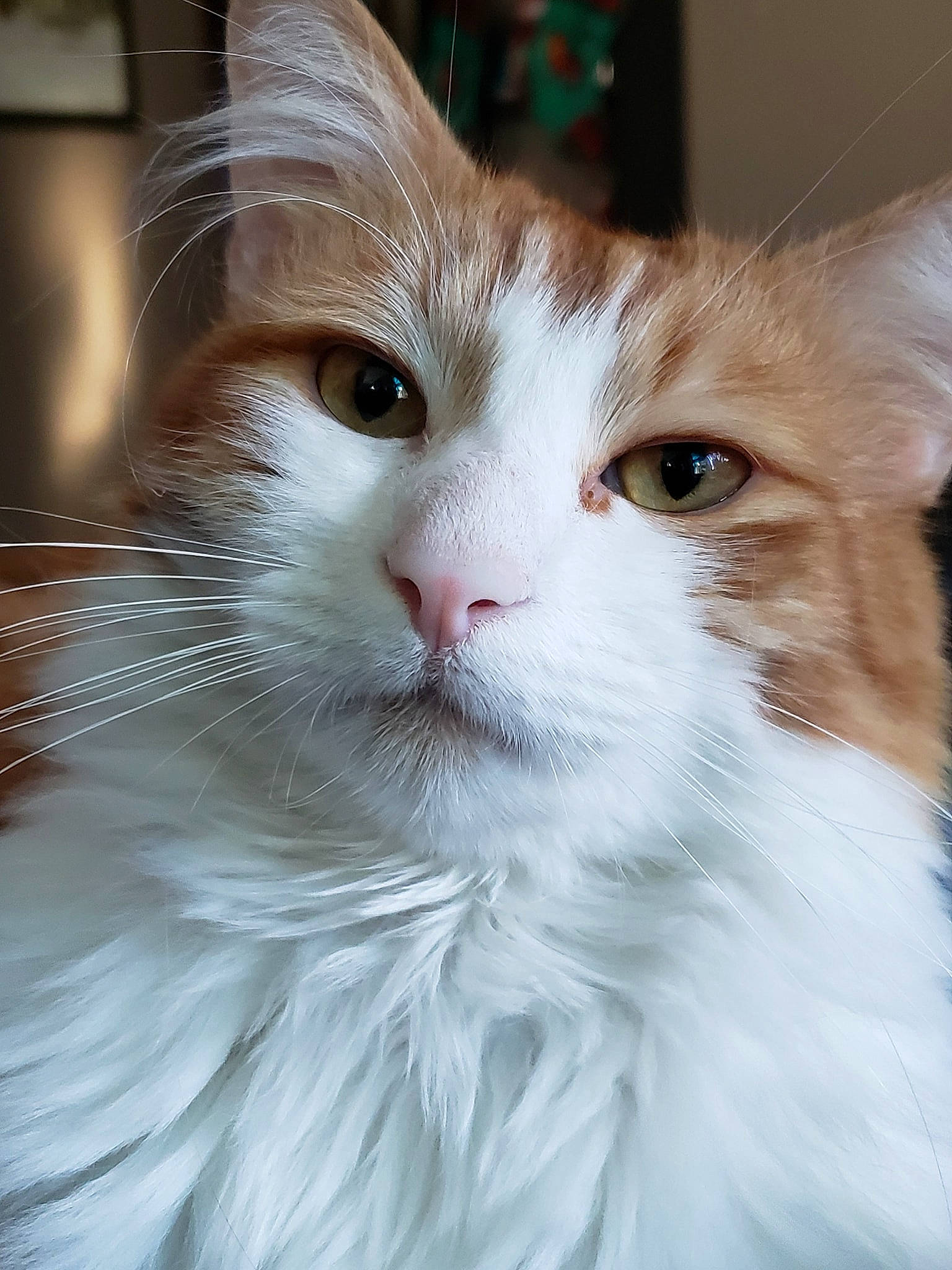 Chester is registered to the contest to win money with this photo: carnivore, cat, close_up, domestic_short_haired_cat, ear, eye, face, felidae, fur, hair, head, human_body, iris, small_to_medium_sized_cats, snout, terrestrial_animal, whiskers, window