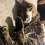 Pancake joined the competition — help win amazing prizes! animal, cat, closeup, cozy, cute, cute_pet, domestic_animal, feline, fluffy, fur, indoor, mammal, nap, paw, pet, relaxation, resting, sleeping, tabby, whiskers