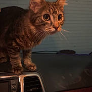 Pancake is registered to the contest to win money with this photo: animal, car_interior, cat, closeup, curious, dashboard, ears, exploring, fur, house, indoor, kitten, navigation_system, night, pet, tabby, vehicle, vent, whiskers, window