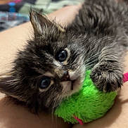 Pancake joined the competition — help win amazing prizes! kitten, cat, pet, toy, green_toy, furry, cute, animal, indoor, legs, closeup, playful, young, domestic_cat, feline, soft, resting, small, home, cozy