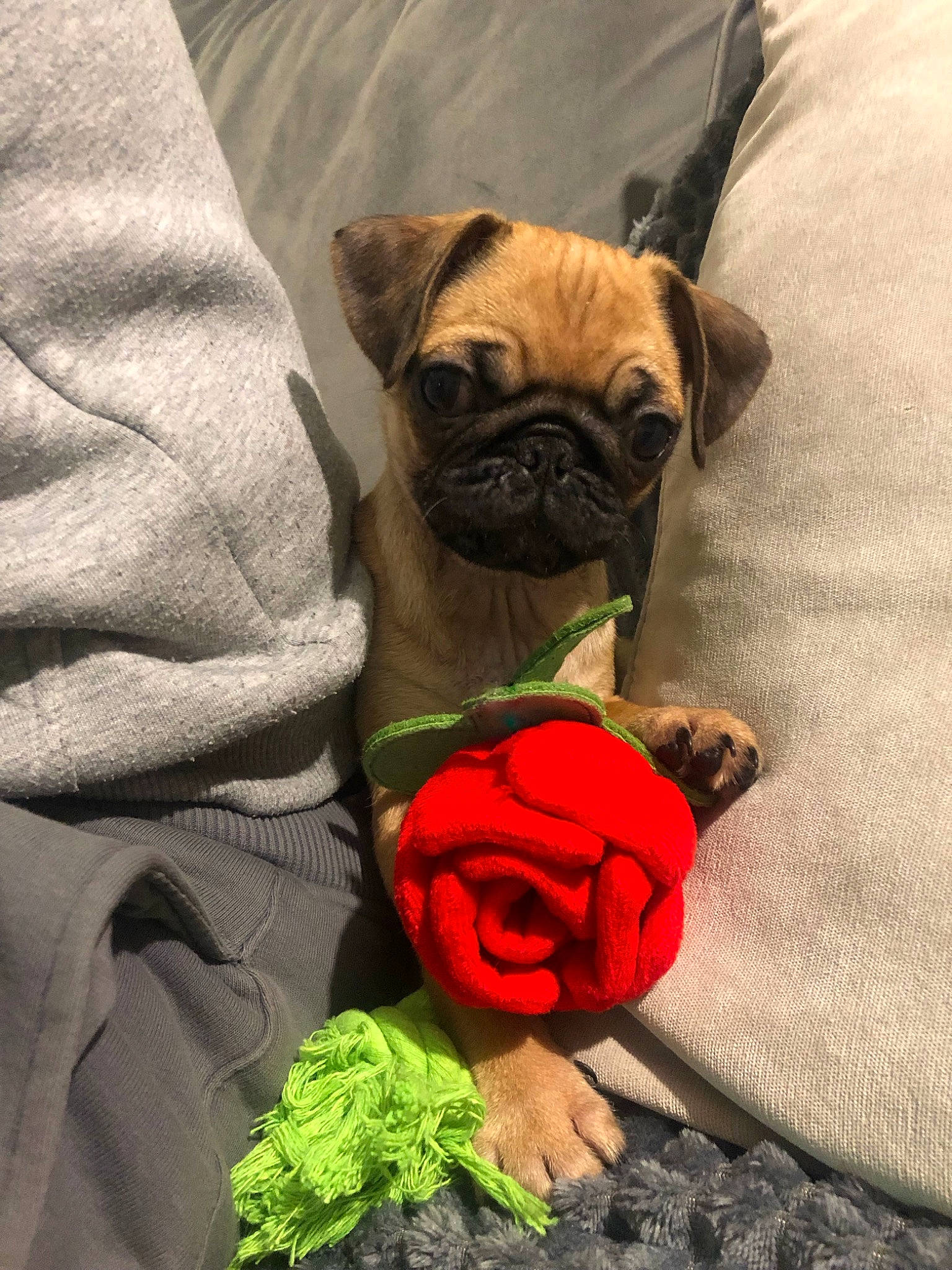 Lola joined the competition — help win amazing prizes! carnivore, comfort, companion_dog, dog, dog_breed, dog_collar, dog_supply, fawn, flower, grass, human_body, petal, plant, pug, rose, snout, sporting_group, toy_dog, working_animal, wrinkle