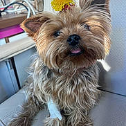 Loli a rejoint le concours — aidez-le/la à gagner de superbes lots ! dog, small_dog, flower, yellow_flower, pet, indoor, chair, fur, tongue_out, bandage, cute, animal, close_up, brown_fur, scruffy, sitting, domestic_animal, comfortable, playful, cozy
