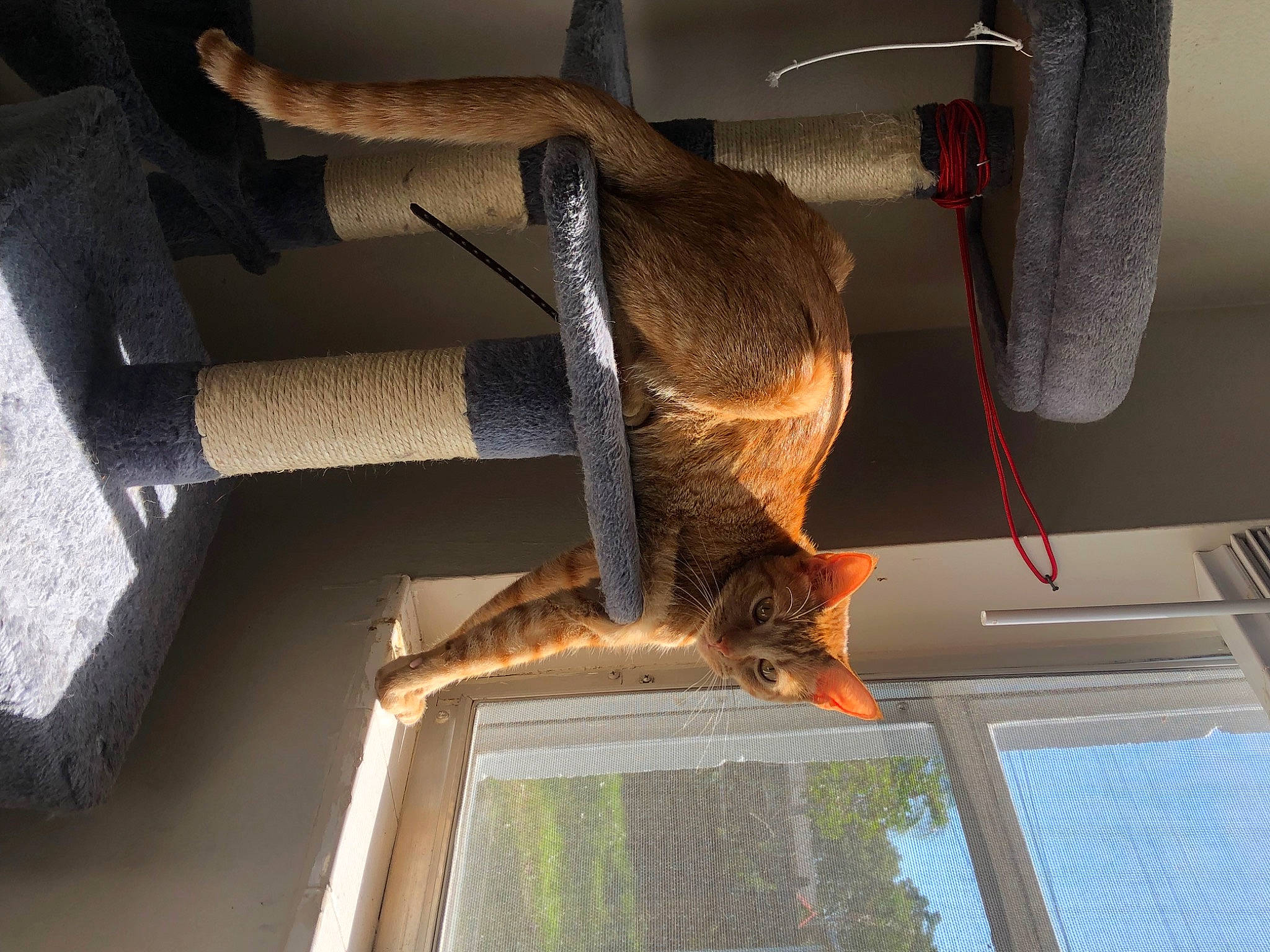 Stardust joined the competition — help win amazing prizes! door, fawn, felidae, fur, hardwood, heat, metal, plant, room, shade, small_to_medium_sized_cats, tail, tints_and_shades, window, wood