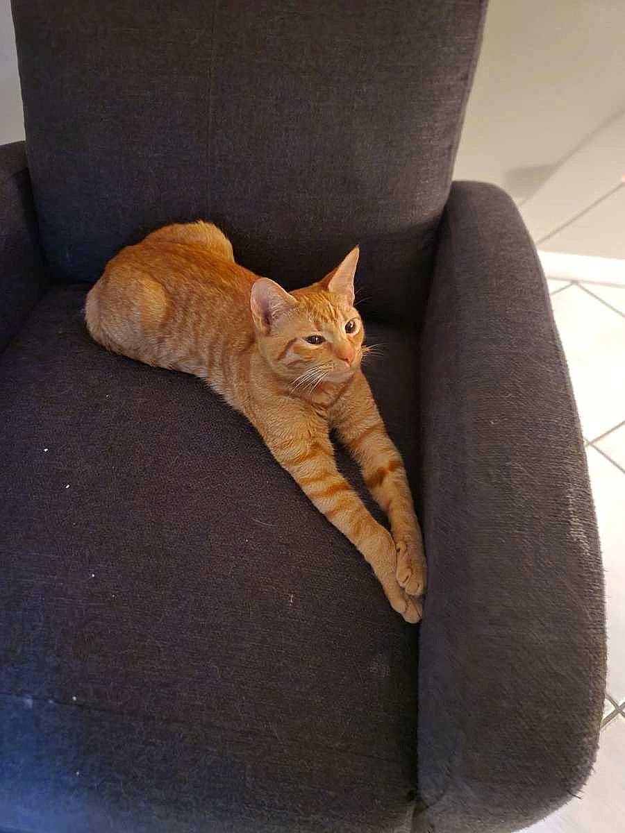 Stardust is registered to the contest to win money with this photo: carnivore, cat, cat_bed, cat_supply, chair, comfort, couch, domestic_short_haired_cat, fawn, felidae, fur, furniture, linens, paw, small_to_medium_sized_cats, snout, tail, whiskers, window, wood