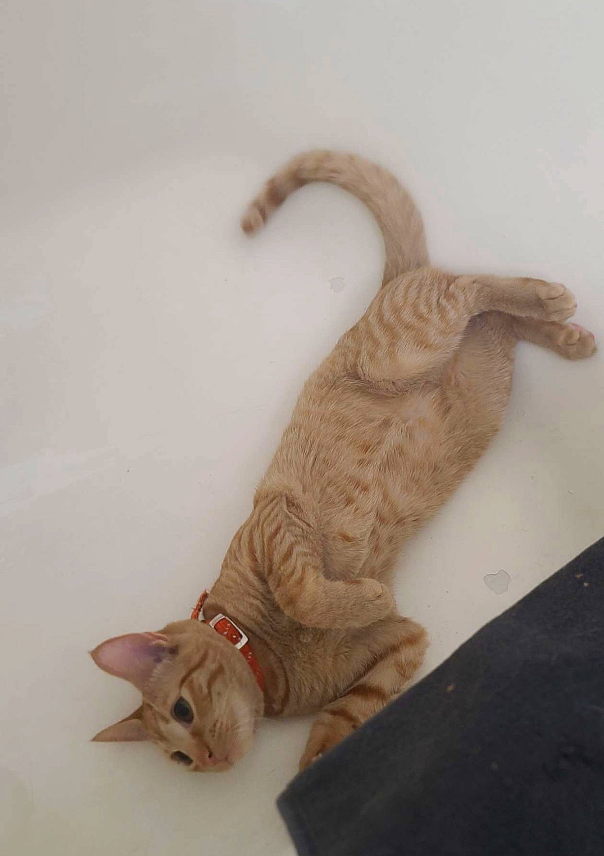 Stardust joined the competition — help win amazing prizes! animal_figure, art, artifact, carnivore, cat, claw, fashion_accessory, fawn, felidae, fur, metal, small_to_medium_sized_cats, tail, terrestrial_animal, toy, whiskers, wood