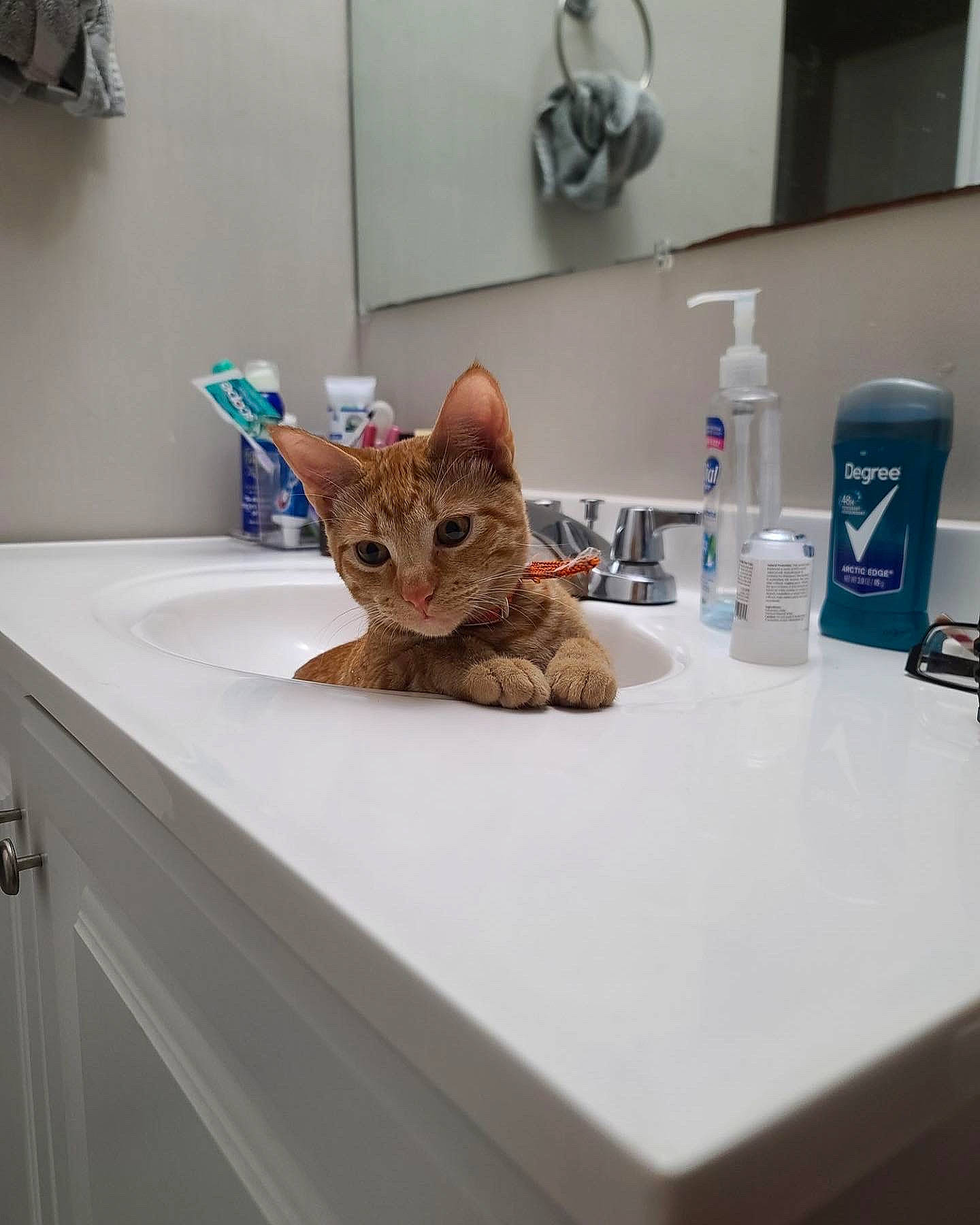 Stardust joined the competition — help win amazing prizes! bathroom, bottle, brown, carnivore, cat, comfort, felidae, floor, flooring, fluid, interior_design, liquid, plumbing_fixture, sink, small_to_medium_sized_cats, table, tap, water_bottle, whiskers, wood
