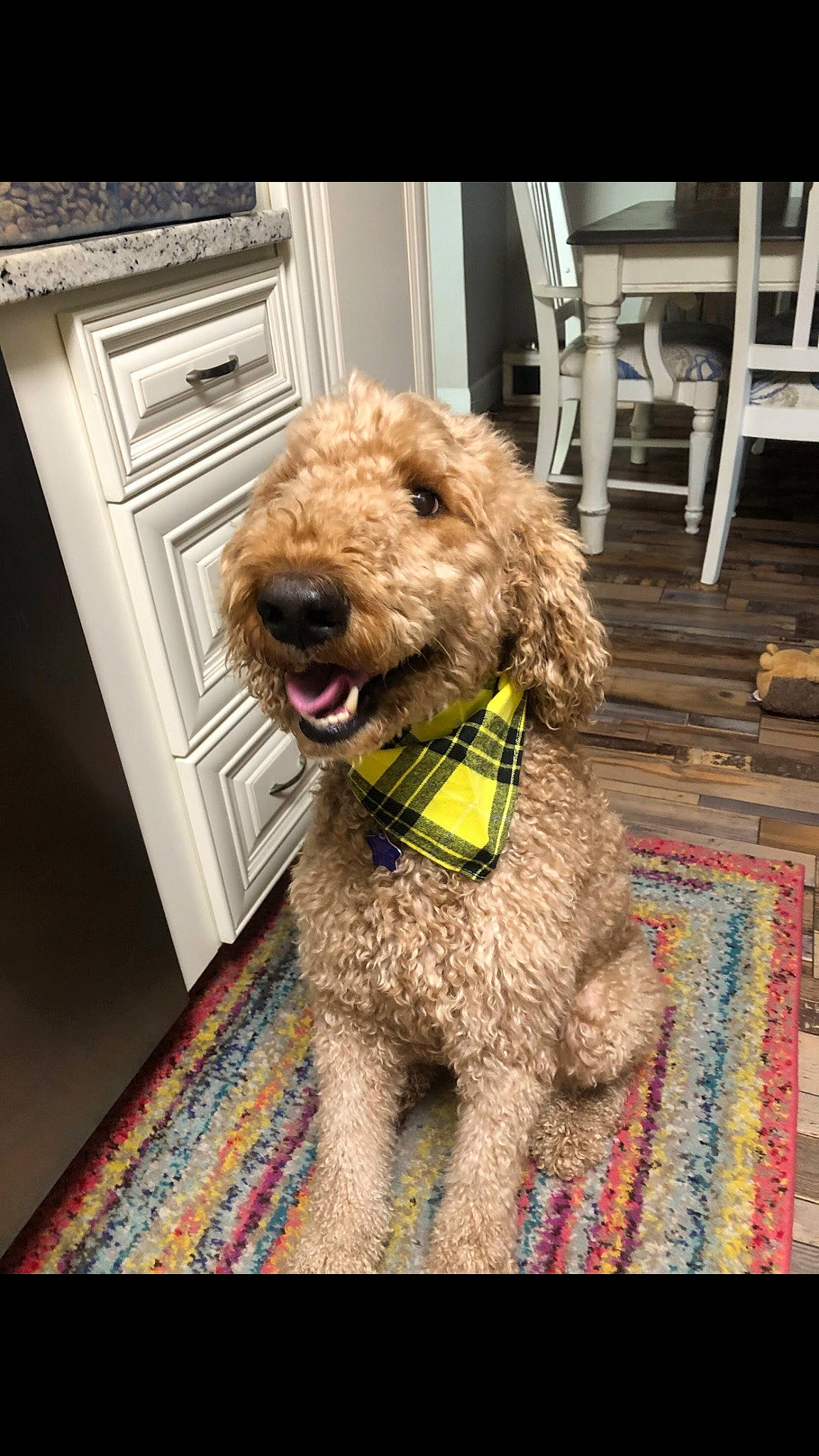 Argyle joined the competition — help win amazing prizes! airedale_terrier, carnivore, chair, collar, companion_dog, dog, dog_breed, dog_collar, fawn, fur, glasses, home_appliance, labradoodle, leash, liver, poodle, terrier, toy_dog, water_dog, working_animal