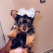 Bella Rose is registered to the contest to win money with this photo: puppy, dog, small_dog, bow, white_bow, black_and_tan, cute, pet, indoor, human_hand, holding, portrait, animal, young_dog, adorable, fur, ears, face, eyes, background