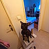 dog, black_dog, cat_tree, indoor, bedroom, door, lamp, furniture, window, floor, drawer, light_switch, person_hand, sock, carpet, bed, shelf, curious, pet, room