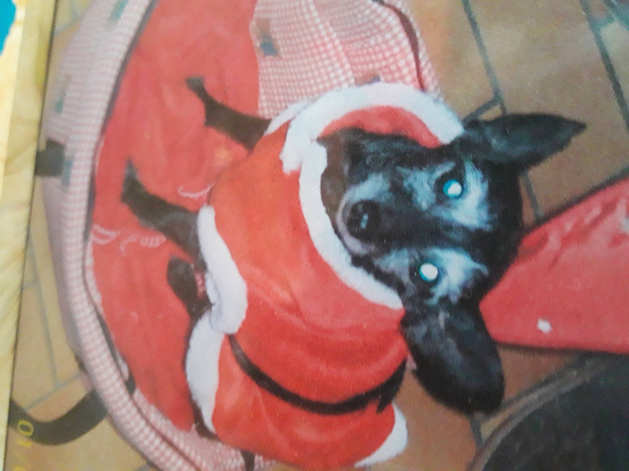 Fifine participe au concours pour gagner de l'argent avec cette photo : art, canidae, carnivore, cat, graffiti, mural, snout, tail, whiskers