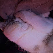 Pixy a rejoint le concours — aidez-le/la à gagner de superbes lots ! cat, sleeping, paw, fur, blanket, cozy, resting, cute, animal, pet, domestic, whiskers, closed_eyes, soft, comfort, indoor, floral_pattern, relaxation, snuggled, peaceful