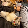 cat, sleeping, cozy, lap, blanket, orange_cat, gray_cat, hand, casual_clothing, indoor, relaxation, pet, feline, cute, resting, autumn_leaves, soft, companion, home, comfort
