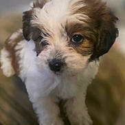 Dallas joined the competition — help win amazing prizes! puppy, dog, pet, cute, fluffy, fur, brown_and_white, big_eyes, close_up, portrait, young_dog, small_dog, indoor, sitting, adorable, nose, whiskers, canine, companion, soft