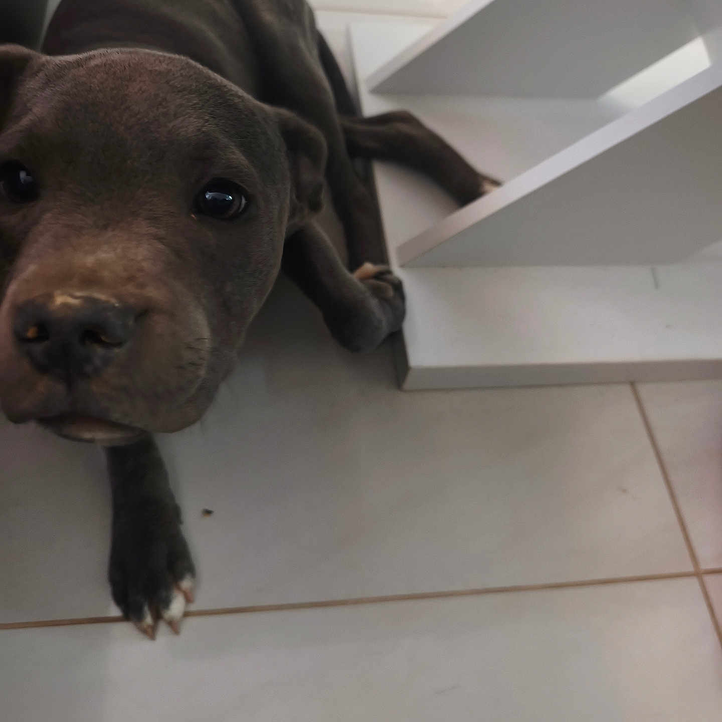 Bako a rejoint le concours — aidez-le/la à gagner de superbes lots ! dog, puppy, brown_dog, short_hair, animal, pet, portrait, close_up, face, eyes, nose, paw, claws, lying_down, indoor, tile_floor, white_shelf, home, adorable, curious