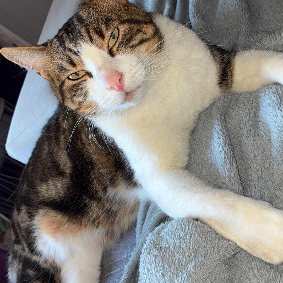 Ramses a rejoint le concours — aidez-le/la à gagner de superbes lots ! abyssinian, animal, bed, blanket, cat, couch, cushion, face, furniture, head, homedecor, indoors, kitten, linen, manx, person, pet, quilt, sleeping, towel