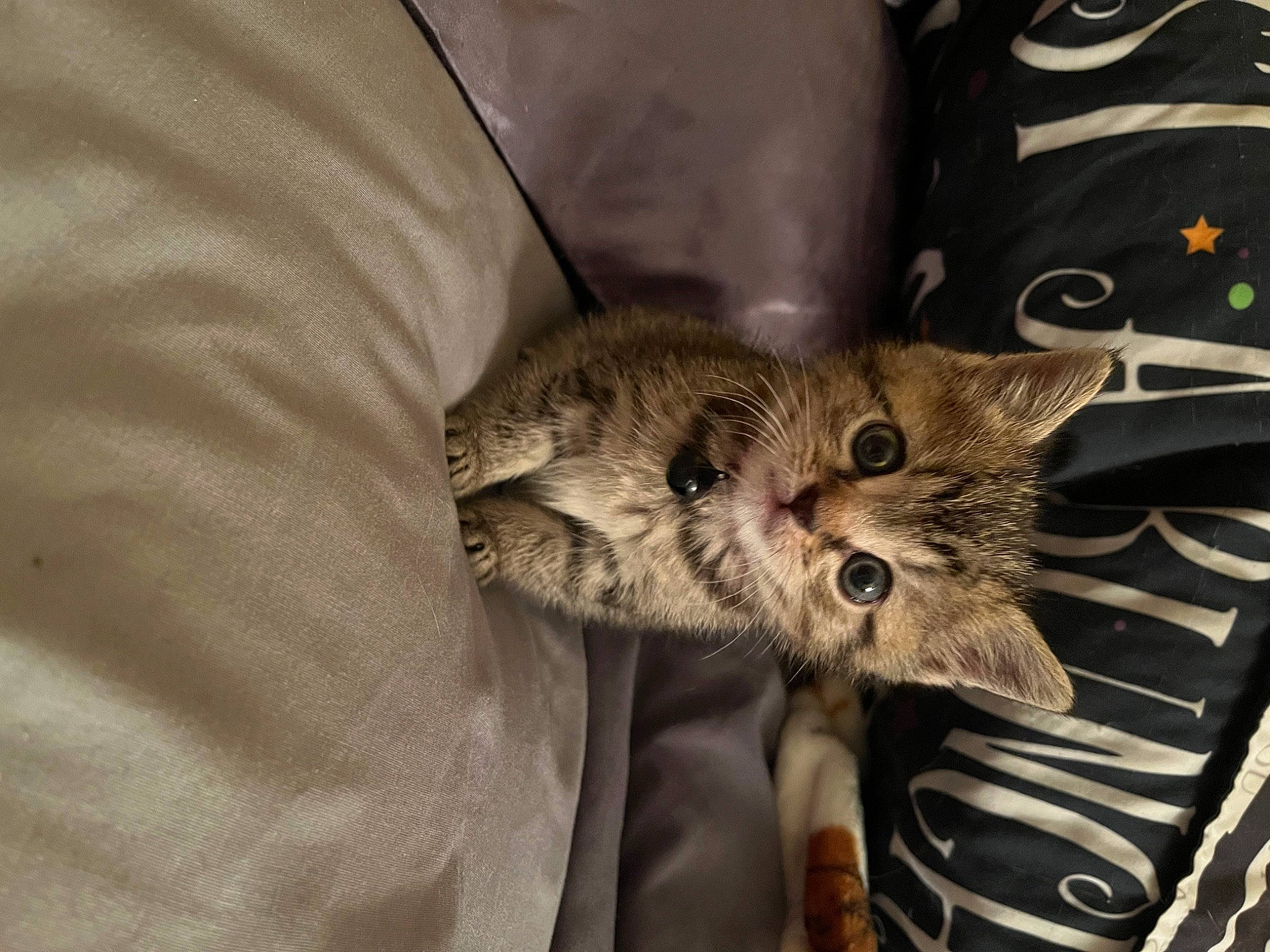 Ducky joined the competition — help win amazing prizes! bag, carnivore, cat, claw, comfort, domestic_short_haired_cat, felidae, fur, paw, small_to_medium_sized_cats, tail, terrestrial_animal, whiskers