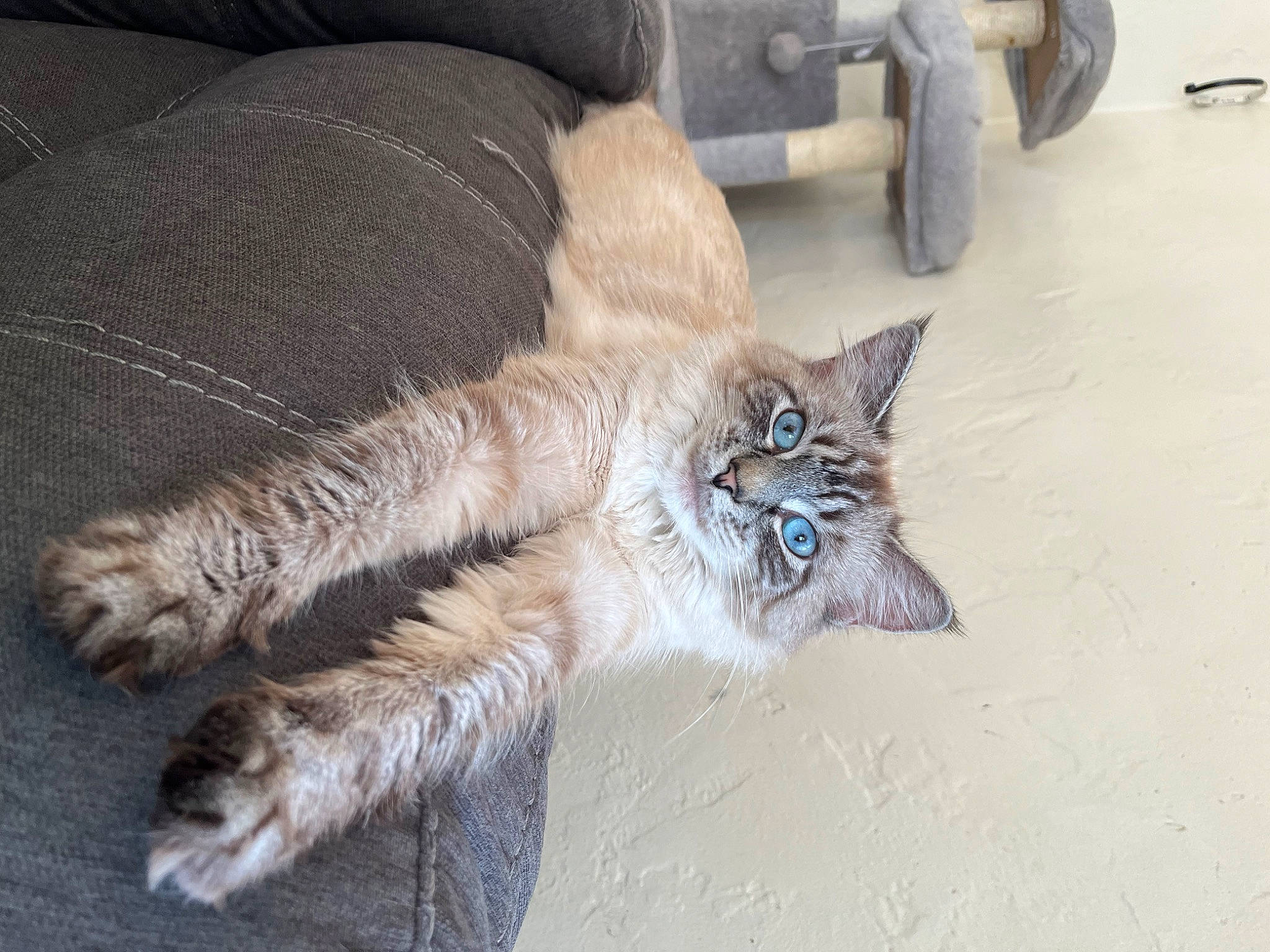 Halo joined the competition — help win amazing prizes! automotive_tire, carnivore, cat, claw, comfort, couch, domestic_short_haired_cat, fawn, felidae, flooring, fur, human_leg, paw, road_surface, small_to_medium_sized_cats, snout, tail, terrestrial_animal, whiskers, wood