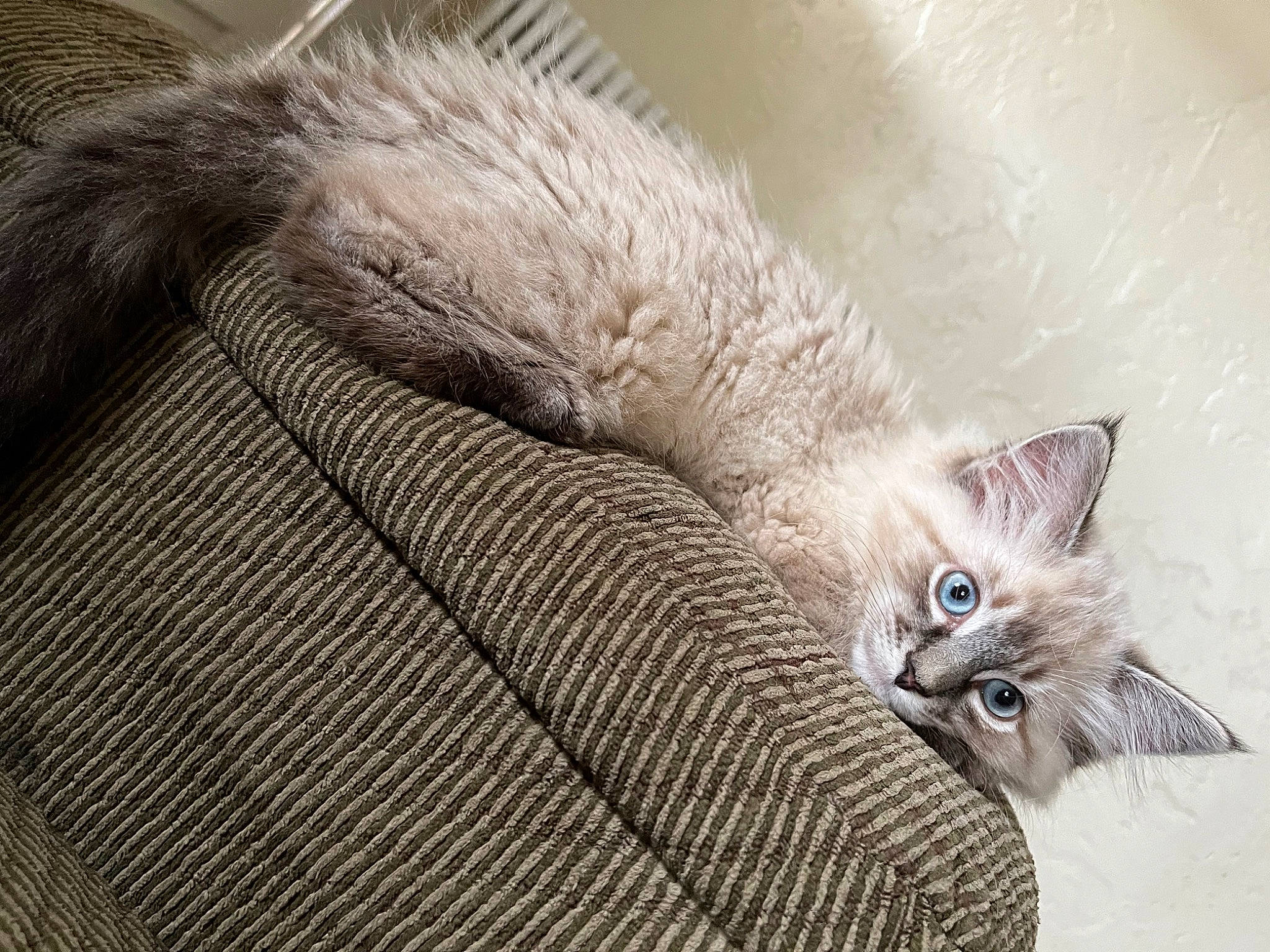 Halo is registered to the contest to win money with this photo: carnivore, cat, claw, comfort, domestic_short_haired_cat, fawn, felidae, fur, grey, paw, small_to_medium_sized_cats, snout, tail, terrestrial_animal, whiskers, wildlife, window, wood