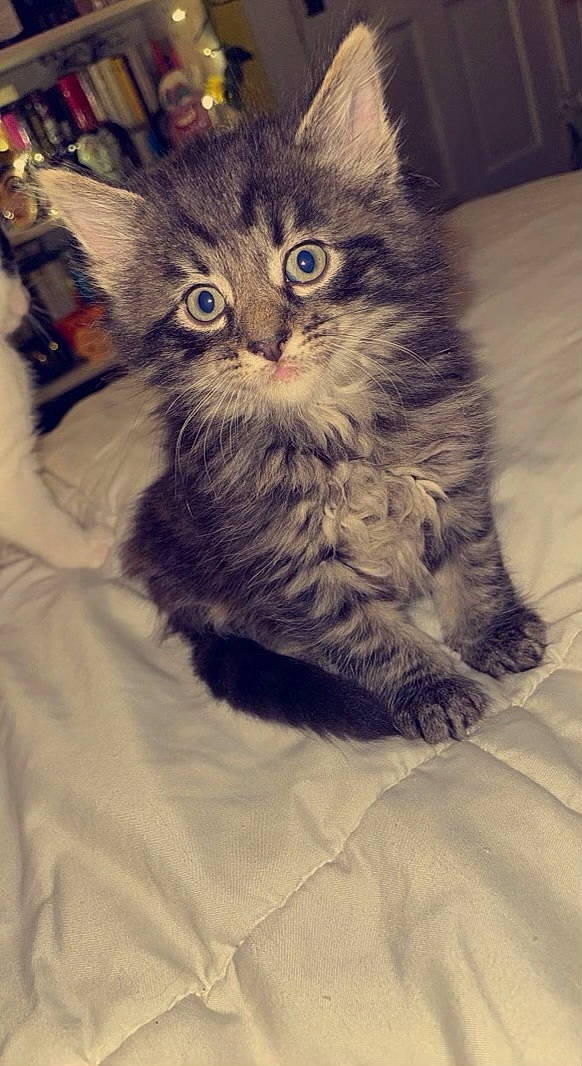 Buzz is registered to the contest to win money with this photo: british_longhair, carnivore, cat, chair, claw, cloud, comfort, domestic_short_haired_cat, felidae, fur, grey, maine_coon, monochrome_photography, paw, sitting, small_to_medium_sized_cats, snout, square, tail, whiskers