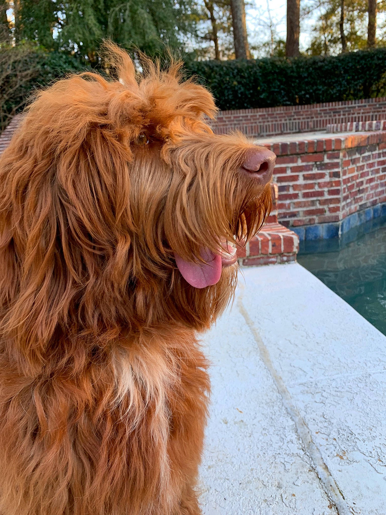 Dexter is registered to the contest to win money with this photo: bosnian_coarse_haired_hound, briard, canidae, carnivore, cockapoo, dog, dog_breed, fur, goldendoodle, irish_soft_coated_wheaten_terrier, labradoodle, liver, mammal, otterhound, rare_breed_dog, spinone_italiano, sporting_group, terrier, vertebrate, wirehaired_pointing_griffon