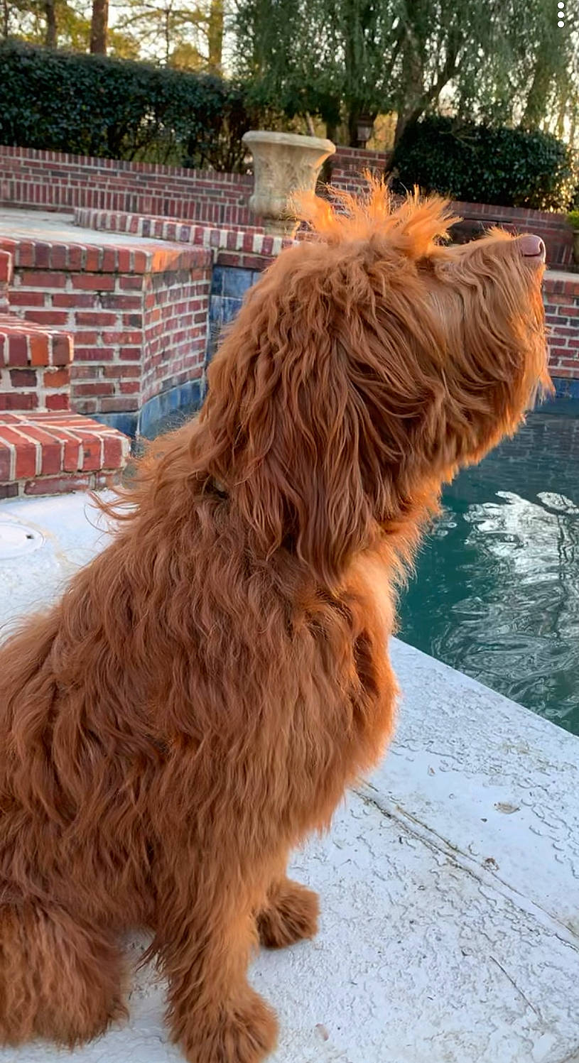 Dexter is registered to the contest to win money with this photo: briard, canidae, carnivore, dog, dog_breed, fawn, fur, glen_of_imaal_terrier, goldendoodle, labradoodle, liver, mammal, sporting_group, terrier, vertebrate