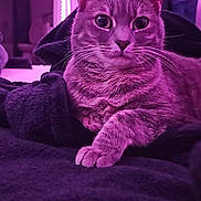 Ash joined the competition — help win amazing prizes! cat, feline, pet, animal, indoor, blanket, purple_lighting, relaxed, fur, whiskers, paw, closeup, cute, domestic_cat, portrait, resting, cozy, soft_texture, curious, nightlight