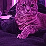 cat, feline, pet, animal, indoor, blanket, purple_lighting, relaxed, fur, whiskers, paw, closeup, cute, domestic_cat, portrait, resting, cozy, soft_texture, curious, nightlight