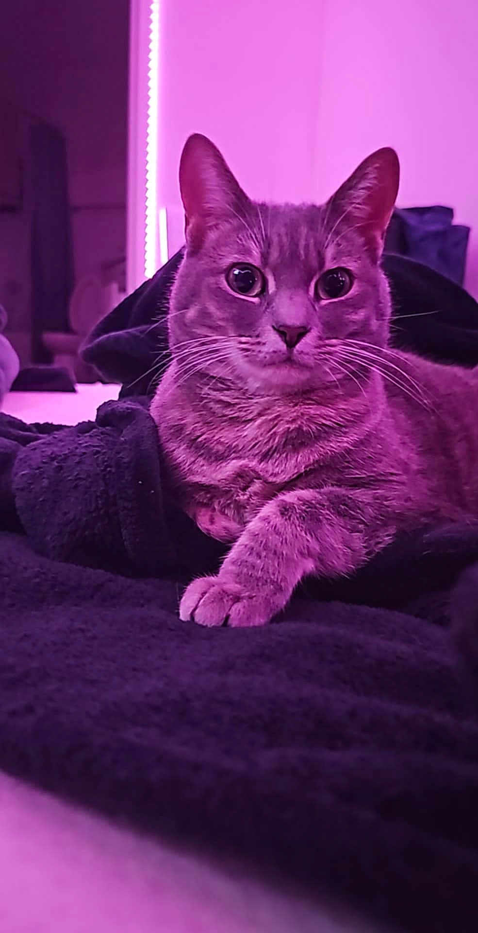 Ash joined the competition — help win amazing prizes! cat, feline, pet, animal, indoor, blanket, purple_lighting, relaxed, fur, whiskers, paw, closeup, cute, domestic_cat, portrait, resting, cozy, soft_texture, curious, nightlight