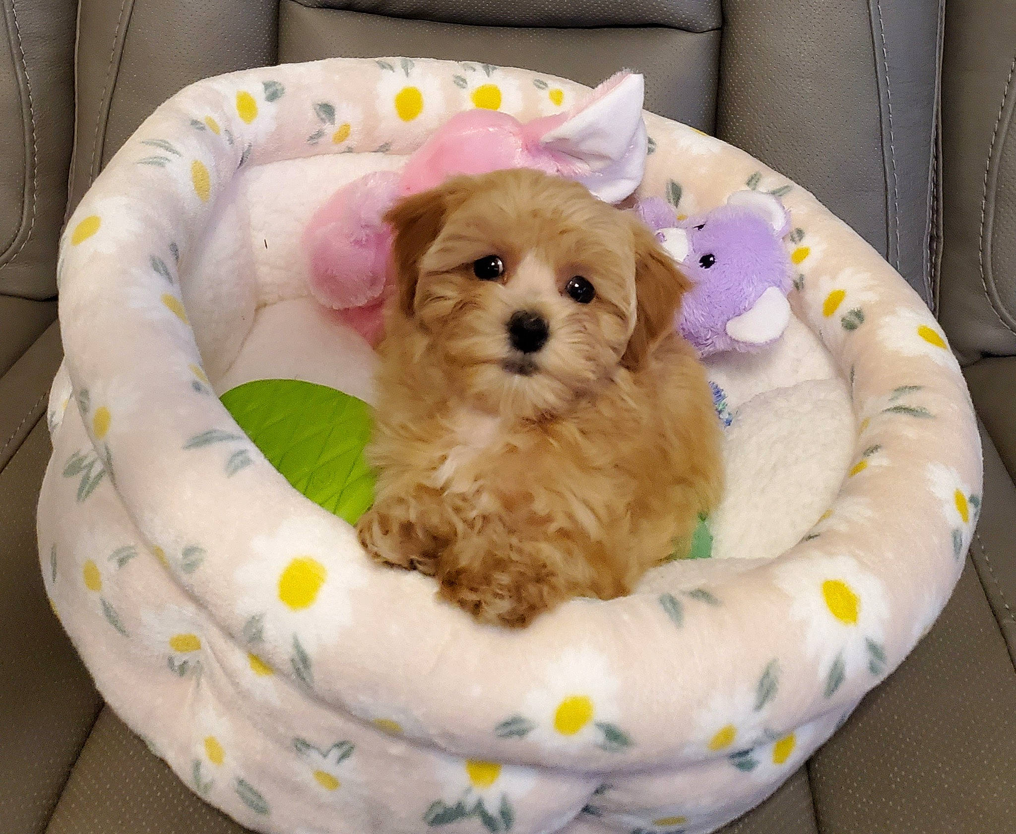 Zoey is registered to the contest to win money with this photo: canidae, carnivore, circle, companion_dog, dog, dog_bed, dog_breed, dog_supply, fawn, fur, maltepoo, pet_supply, shih_poo, small_terrier, sporting_group, terrier, toy, toy_dog, working_animal, yorkipoo
