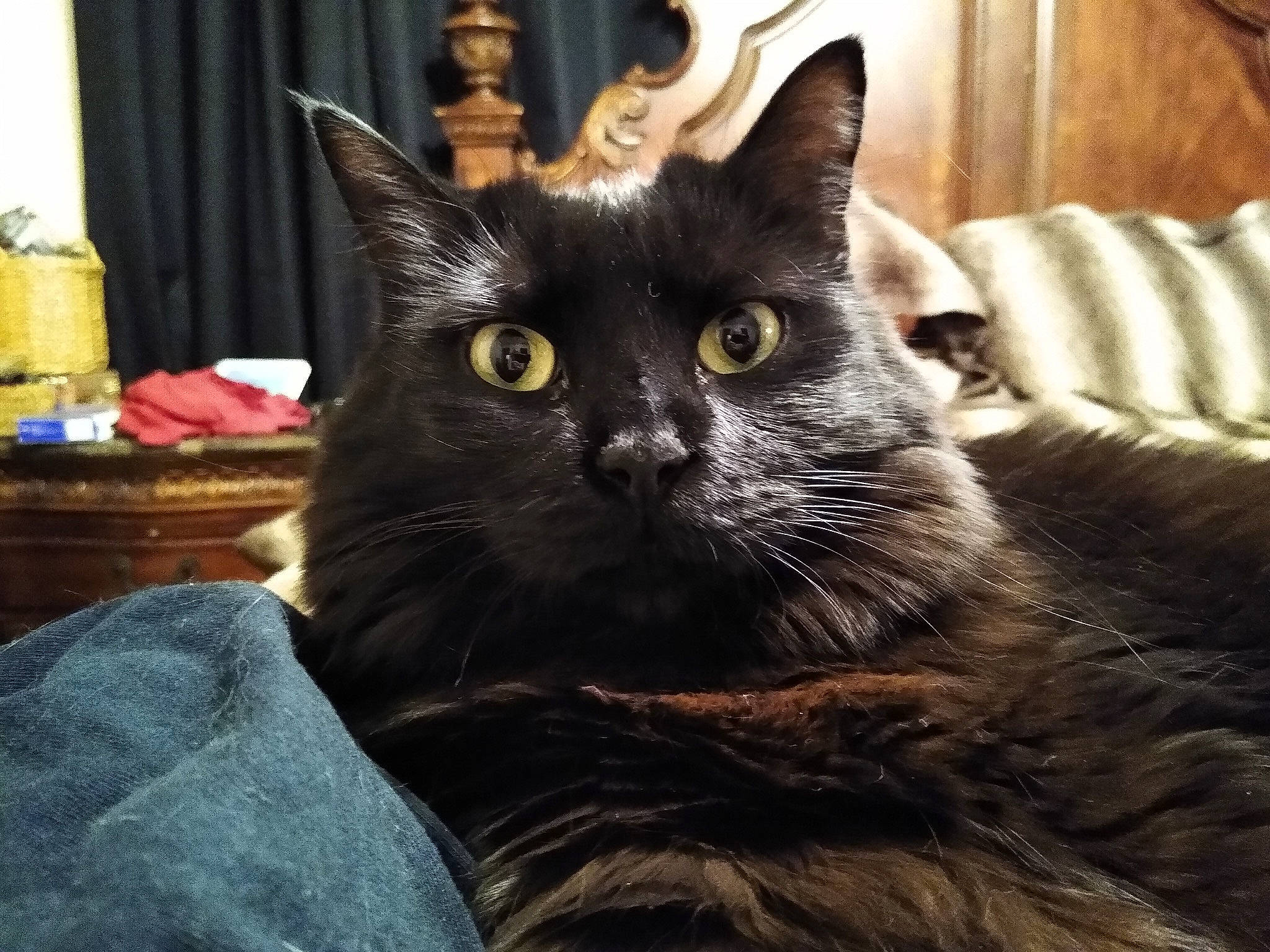 Bella is registered to the contest to win money with this photo: black_cat, bombay, carnivore, cat, cat_supply, claw, comfort, curtain, domestic_short_haired_cat, eye, felidae, fur, iris, sitting, small_to_medium_sized_cats, snout, tail, terrestrial_animal, whiskers, window