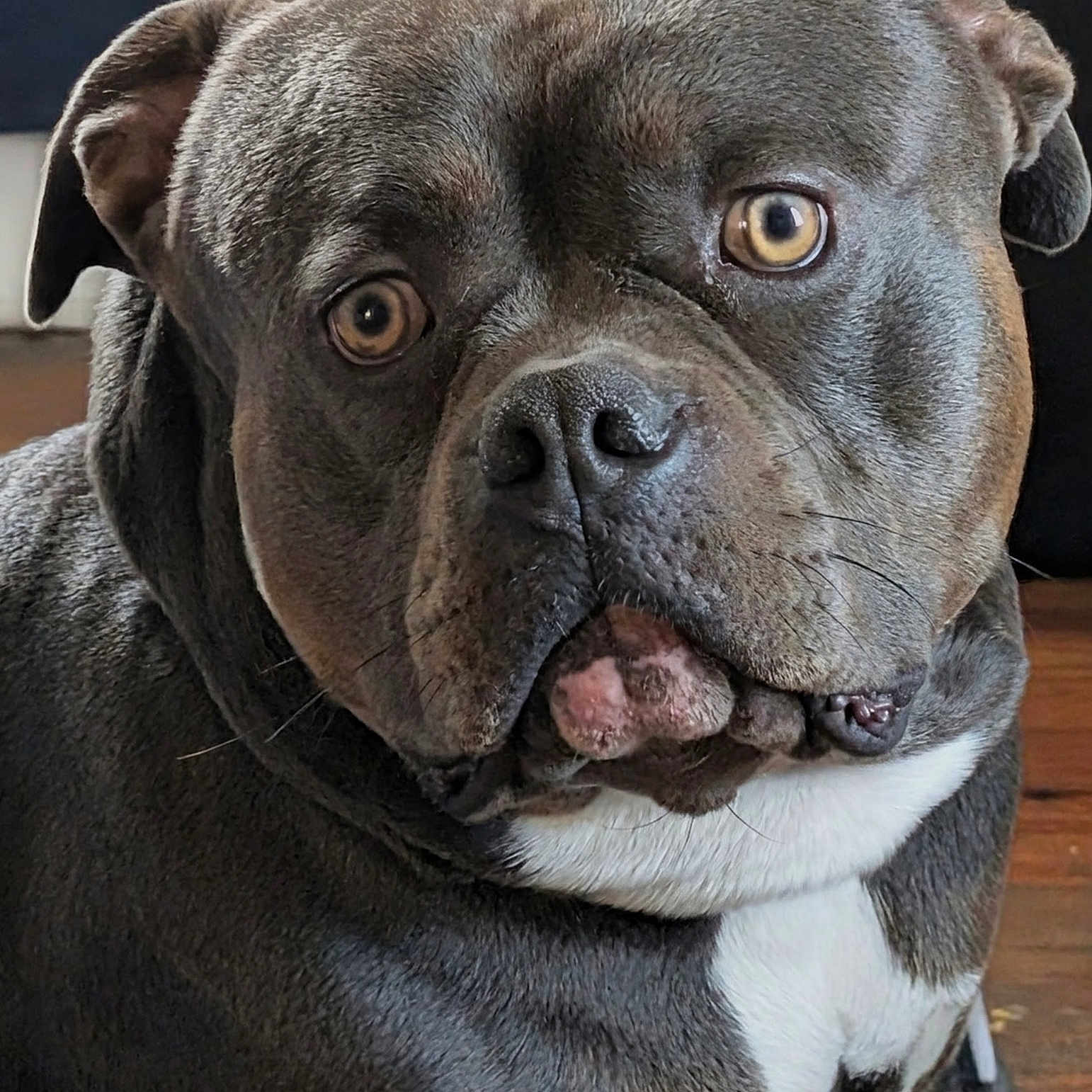 Broli is registered to the contest to win money with this photo: animal, brown_fur, close_up, companion, cute, dog, ears, expression, eyes, floor, indoor, mammal, pet, portrait, rug, sitting, snout, whiskers, white_chest, wooden_floor