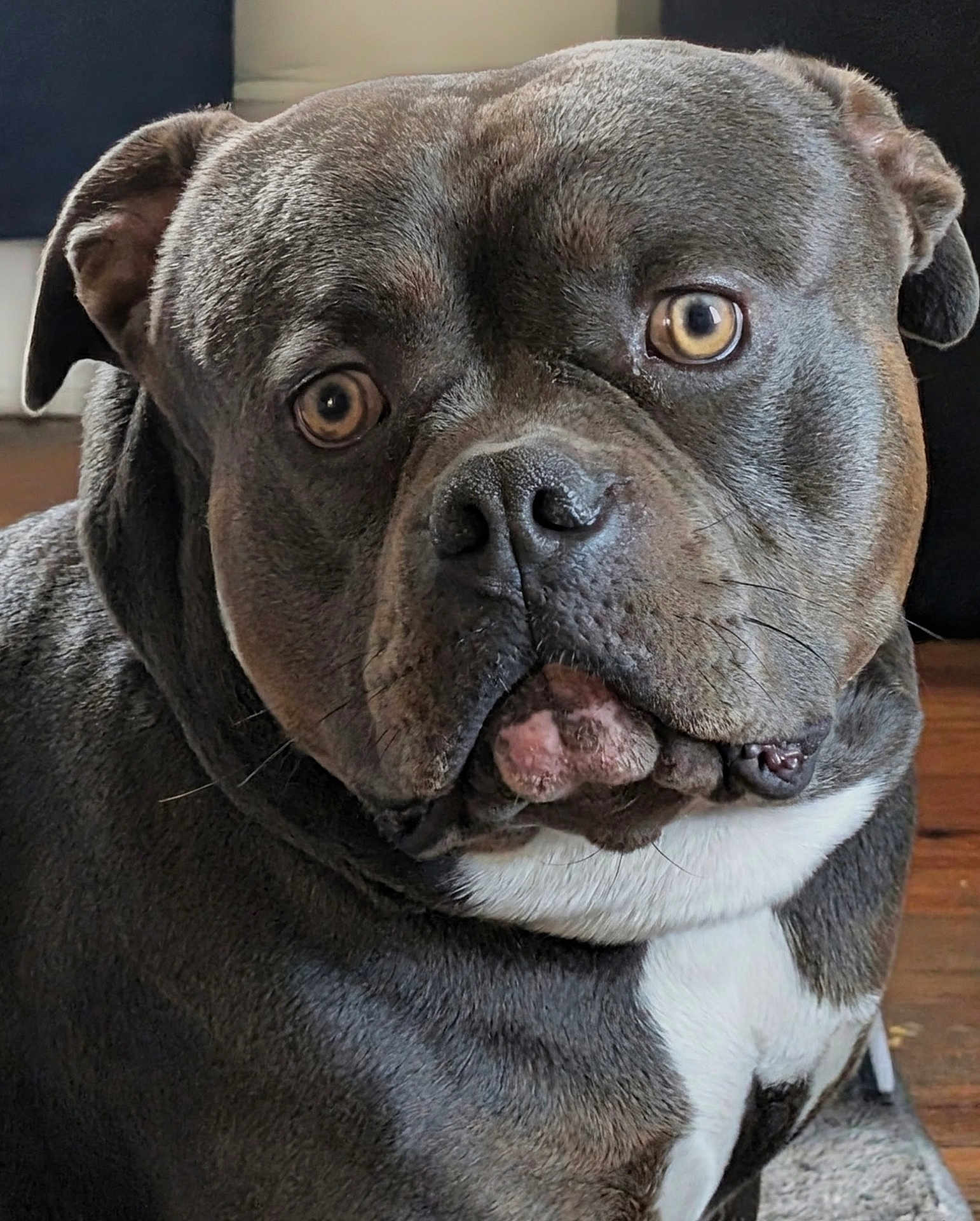 Broli is registered to the contest to win money with this photo: dog, pet, indoor, close_up, brown_fur, white_chest, floor, rug, wooden_floor, ears, eyes, snout, whiskers, animal, mammal, companion, portrait, sitting, cute, expression