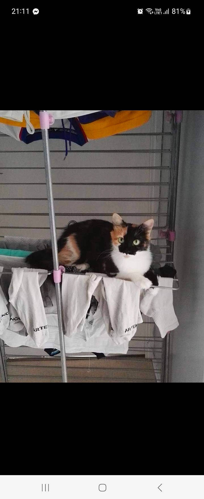 Momoï a rejoint le concours — aidez-le/la à gagner de superbes lots ! box, cardboard, carnivore, cat, cat_supply, comfort, domestic_short_haired_cat, felidae, flag, fur, linens, mammal, pet_supply, room, sitting, small_to_medium_sized_cats, tail, umbrella, whiskers, wood