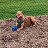 animal, ball, brown_dog, canine, daytime, dog, fence, grass, happy, harness, leisure, nature, outdoor, pet, playing, resting, sunlight, tongue_out, toy, wood_chips