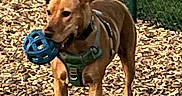 Bunker Archie joined the competition — help win amazing prizes! active, animal, ball, brown_dog, canine, daylight, dog, fence, grass, harness, leisure, mouth, nature, outdoor, park, pet, playful, standing, toy, wood_chips