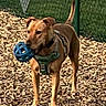 active, animal, ball, brown_dog, canine, daylight, dog, fence, grass, harness, leisure, mouth, nature, outdoor, park, pet, playful, standing, toy, wood_chips