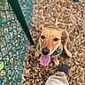 animal, brown, canine, close_up, collar, daylight, dog, fence, footwear, happy, leash, looking_up, nature, outdoor, pavement, person, pet, playful, tongue, wood_chips