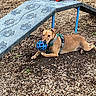 active, agility_ramp, animal, blue_ball, brown_dog, canine, daylight, dog, exercise_equipment, fun, ground, leash_harness, nature, outdoor, park, pet, playful, playtime, tongue_out, wood_chips