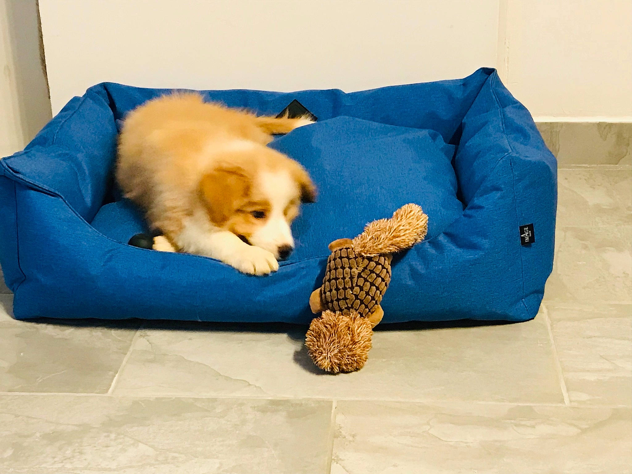 Sonic a rejoint le concours — aidez-le/la à gagner de superbes lots ! carnivore, chair, comfort, companion_dog, couch, dog, dog_breed, dog_supply, fawn, felidae, flooring, fur, linens, sporting_group, studio_couch, stuffed_toy, toy, toy_dog, wood, working_animal