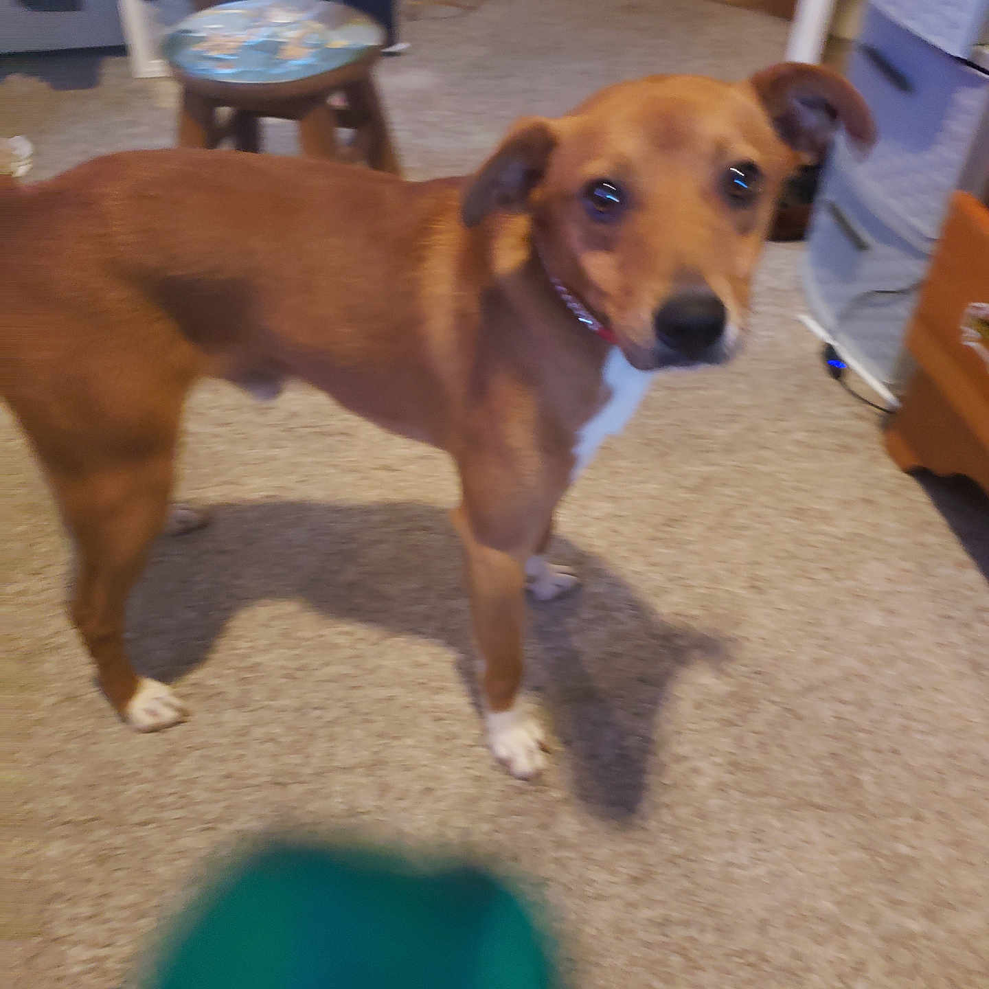 Blaze is registered to the contest to win money with this photo: accessories, alloywheel, animal, beagle, boy, canine, child, dog, furniture, head, hound, machine, male, person, pet, plywood, puppy, spoke, strap, wood